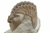 Asaphus Lepidurus Trilobite - Russia #191182-1